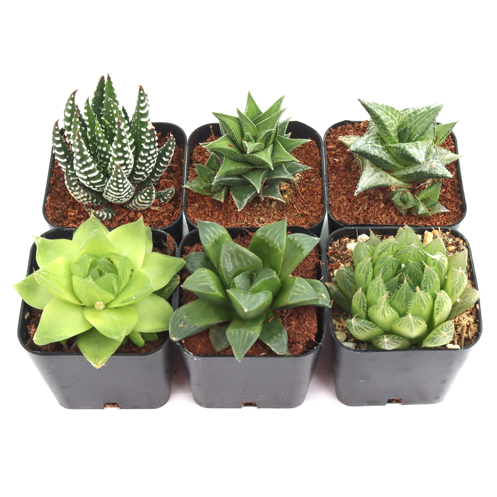 Haworthia Pack (6 Plants, 2" Pots) Questions & Answers