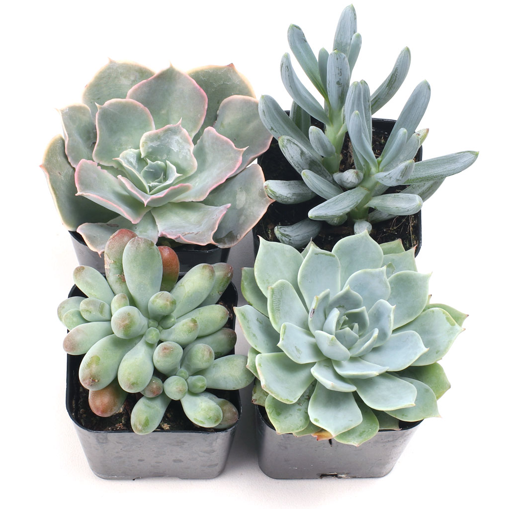 Blue Succulent Set of 4 Questions & Answers