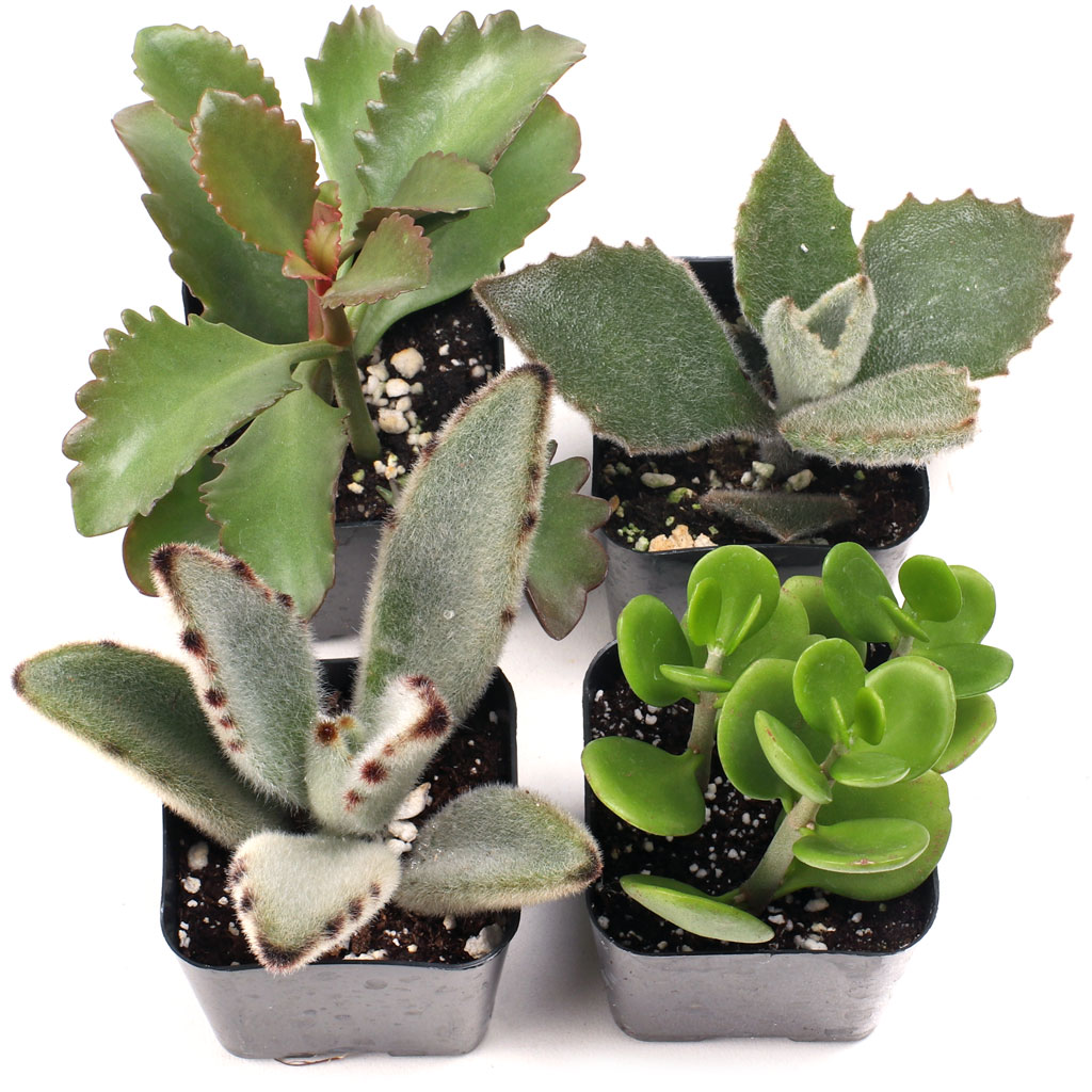 Is in this set incluided one Montiana kalanchoe?