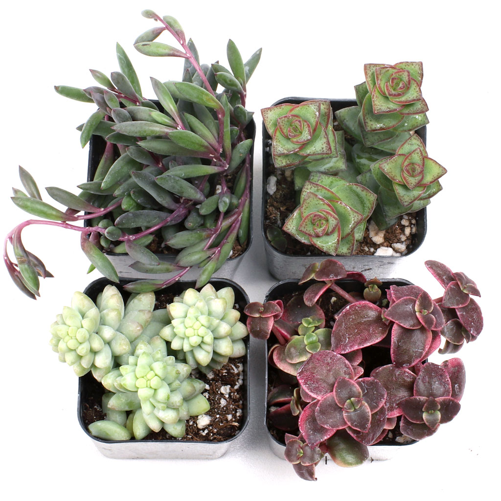 Do I get the ones that are in the picture? Burros tail, ruby necklace etc