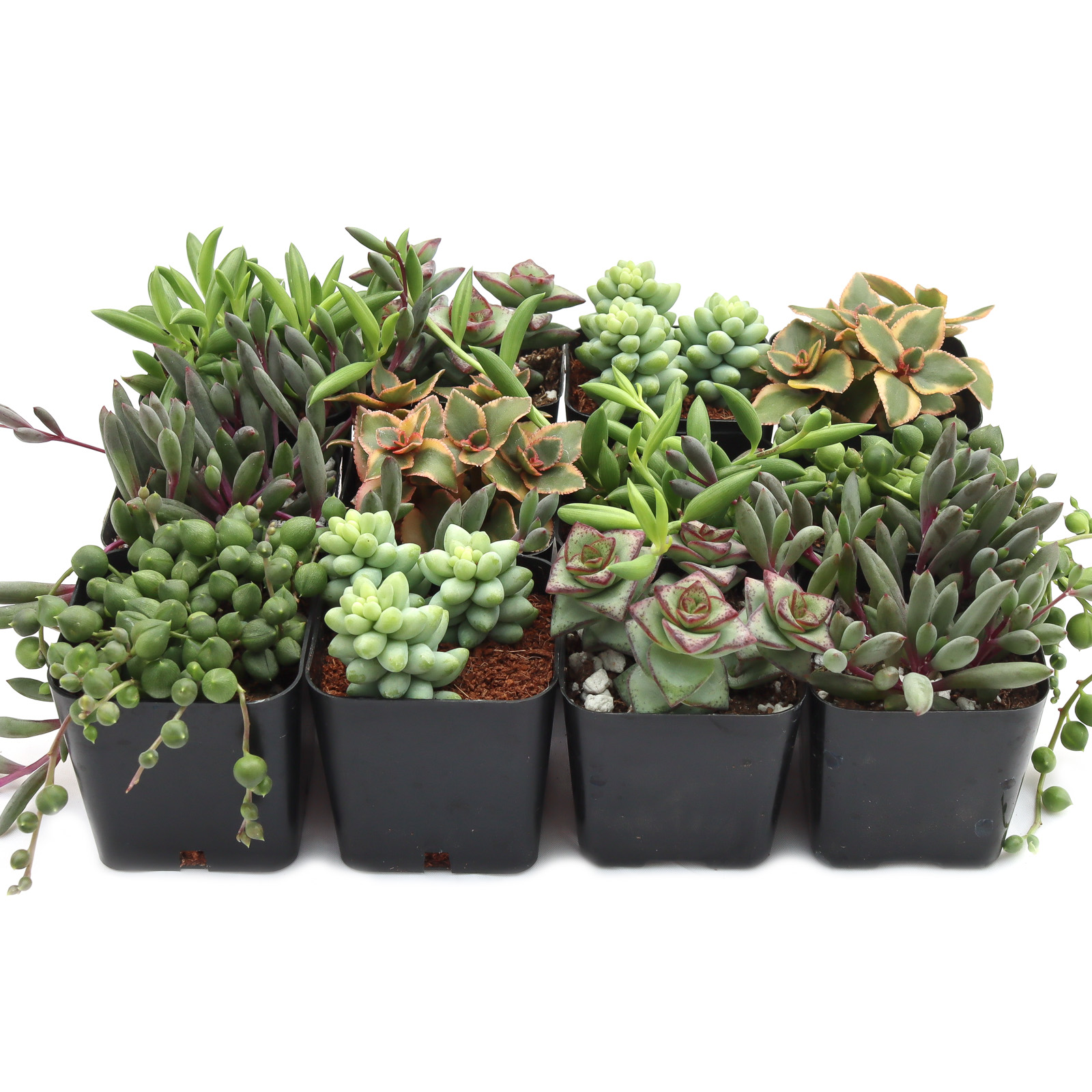 Trailing & Strings Succulent Pack (6-12 Plants, 2" Pots) Questions & Answers