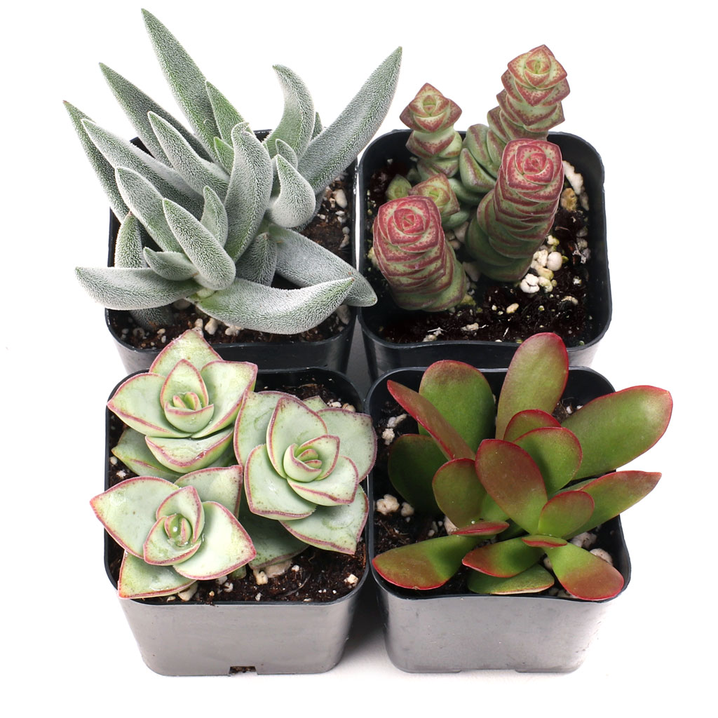 Crassula Set of 4 Types - 2in Pots w/ ID Questions & Answers