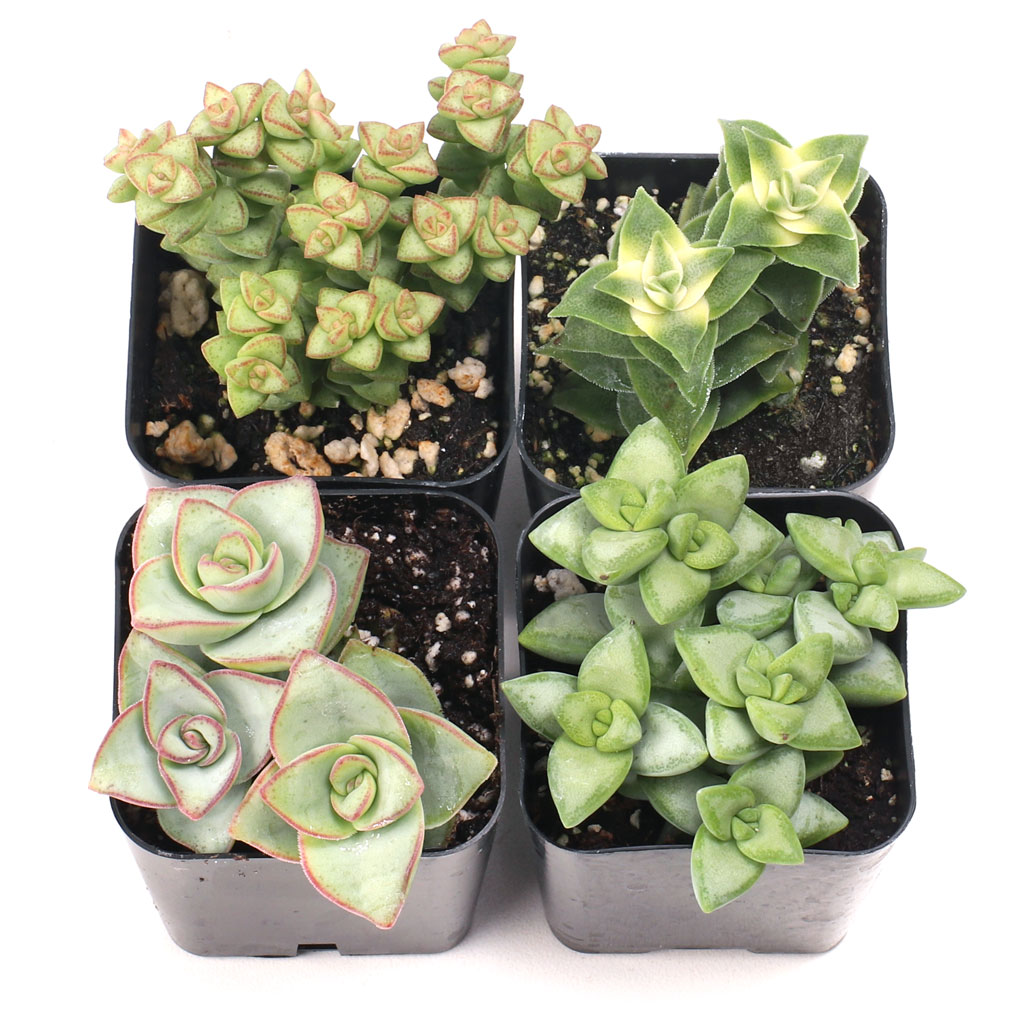 What are the correct names of the 4 types of Crassula Buttons you are selling as a foursome