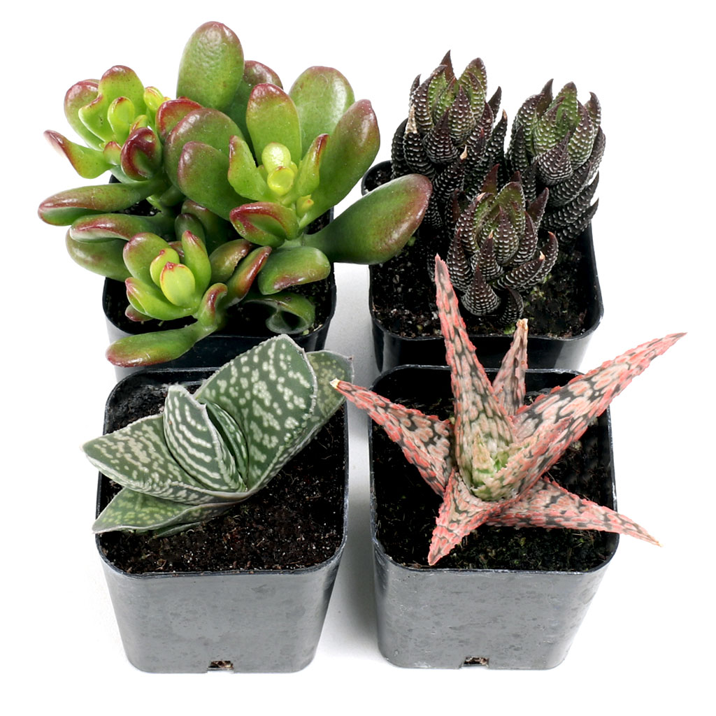 Terrarium Succulent Set of 4 Types - 2in Pots Questions & Answers