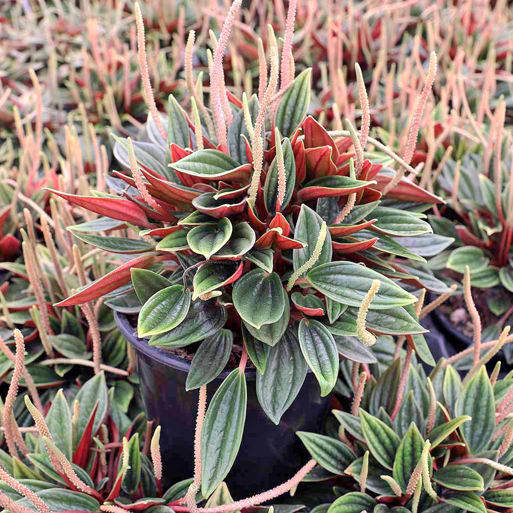 I bought a pot of Peperomia 'Rosso' and have it indoors and some leaves are turning yellow. Why?