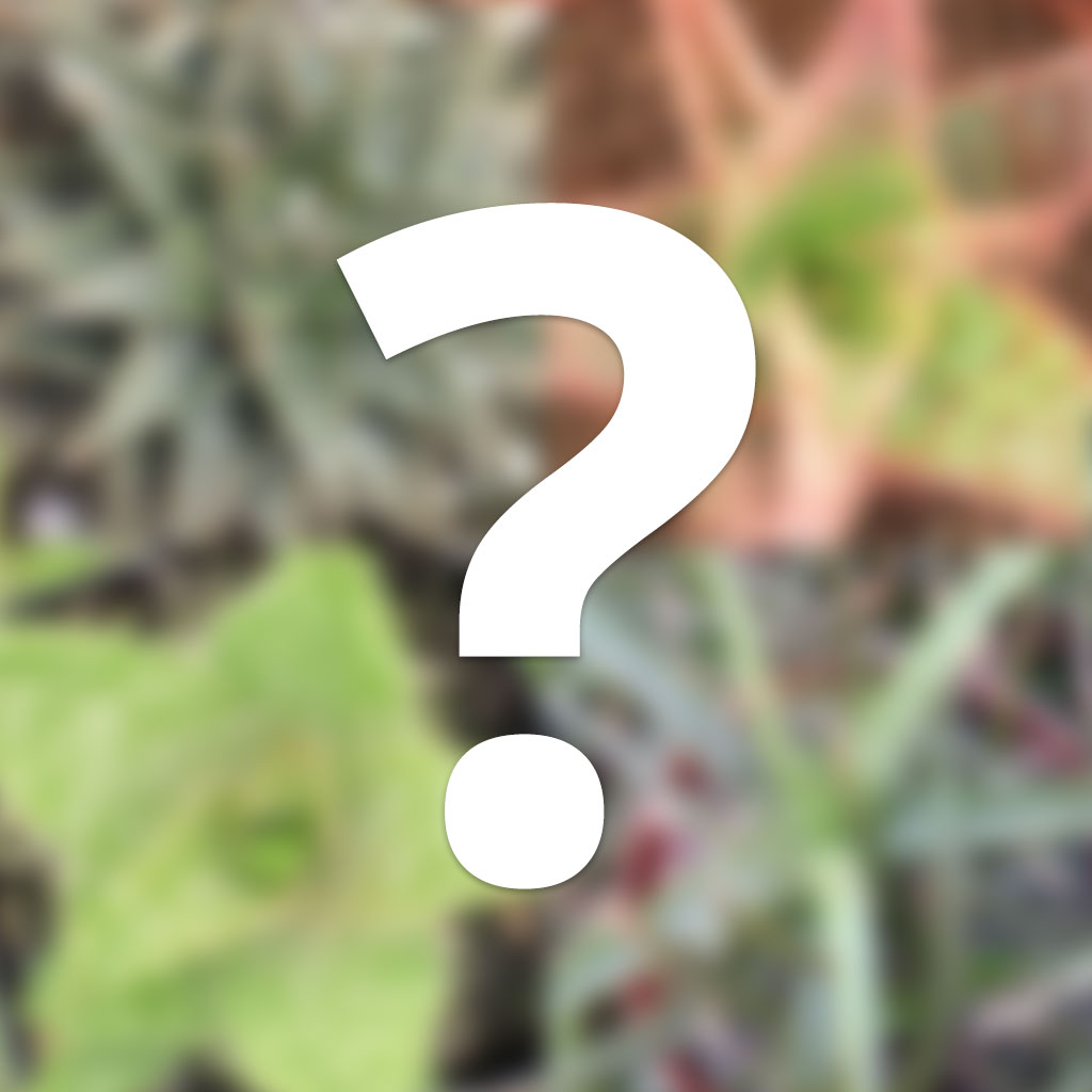 Mystery Aloe Questions & Answers