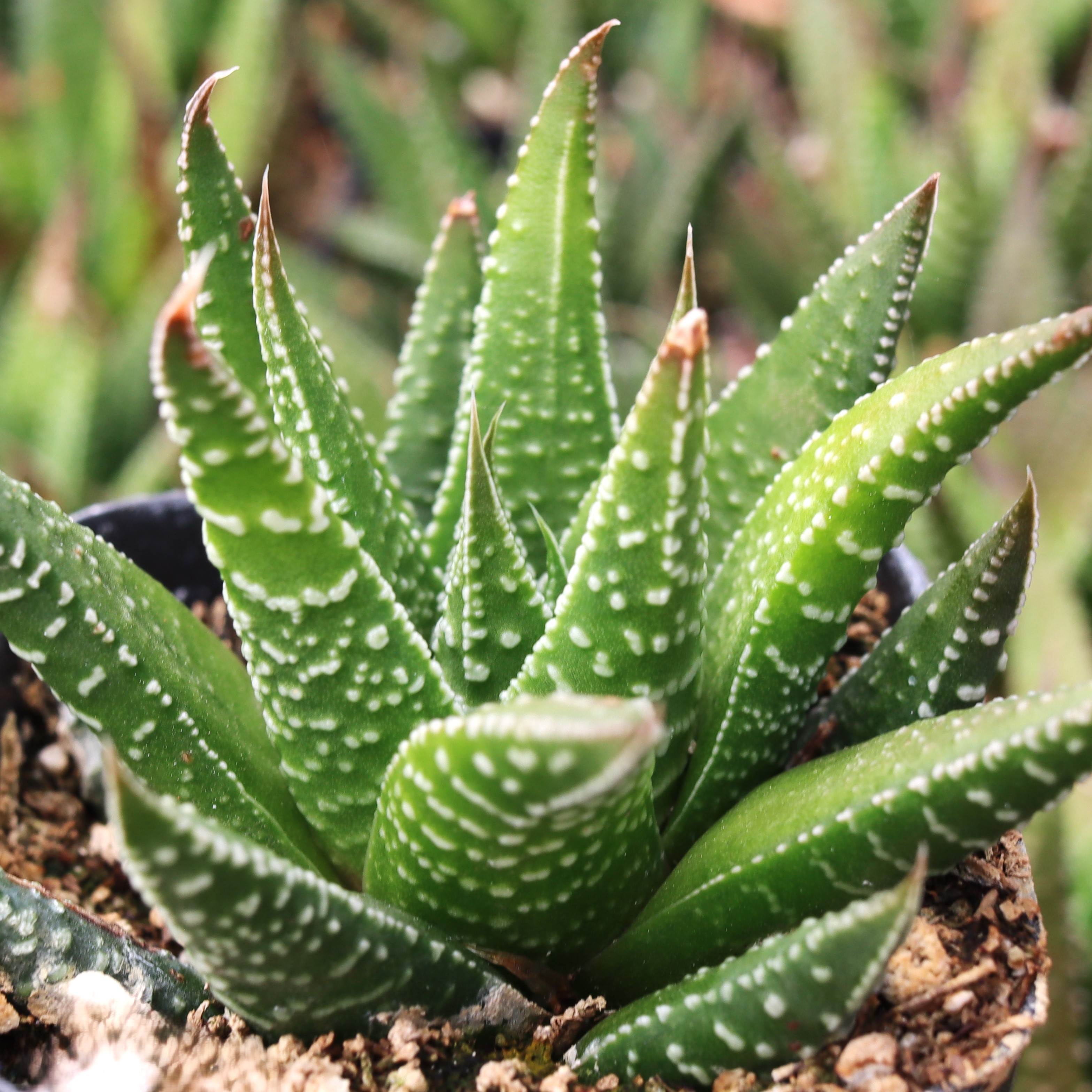 Haworthia attenuata f. rugosa Questions & Answers