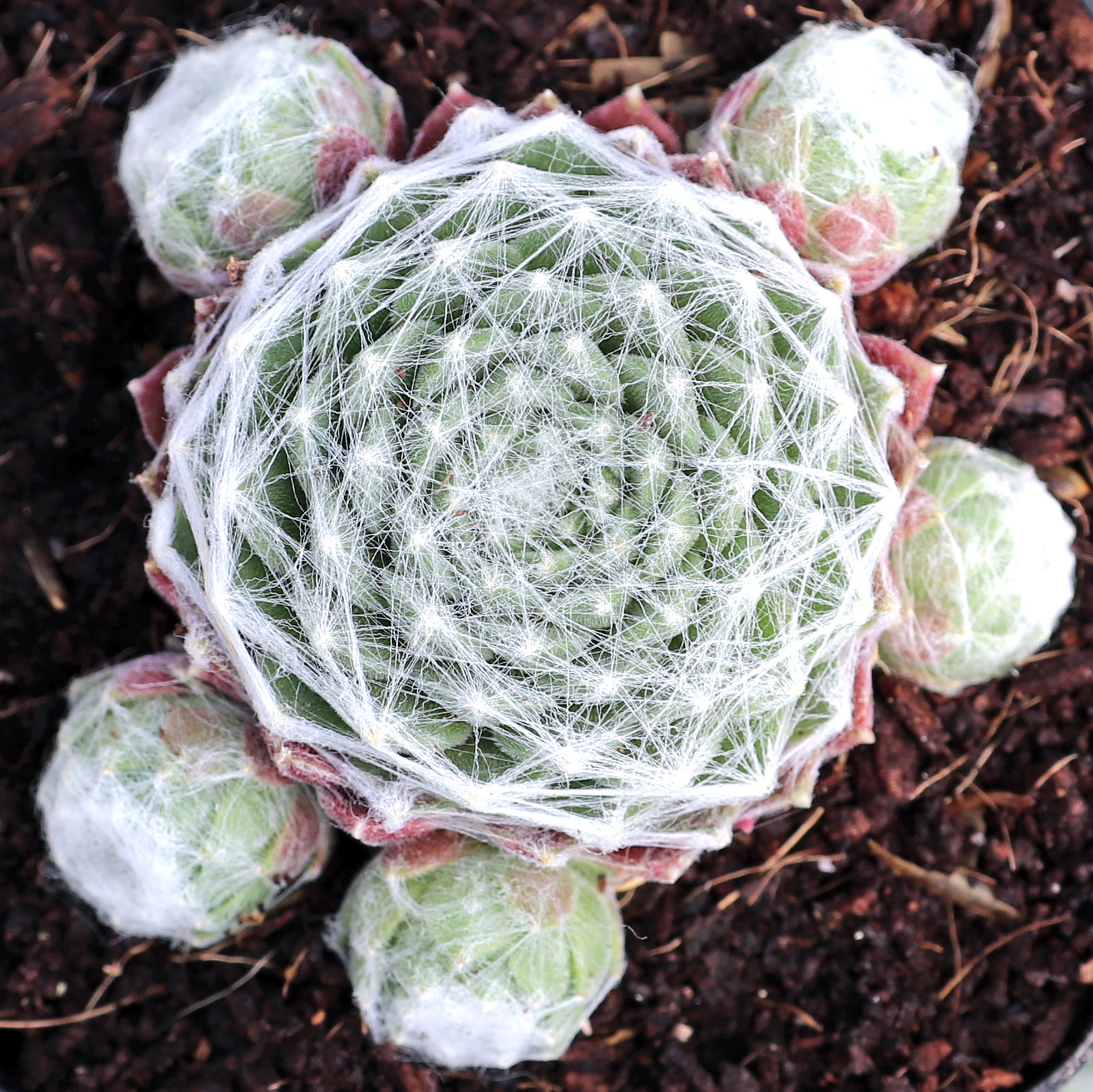 Sempervivum 'Bascour Zilver' Questions & Answers