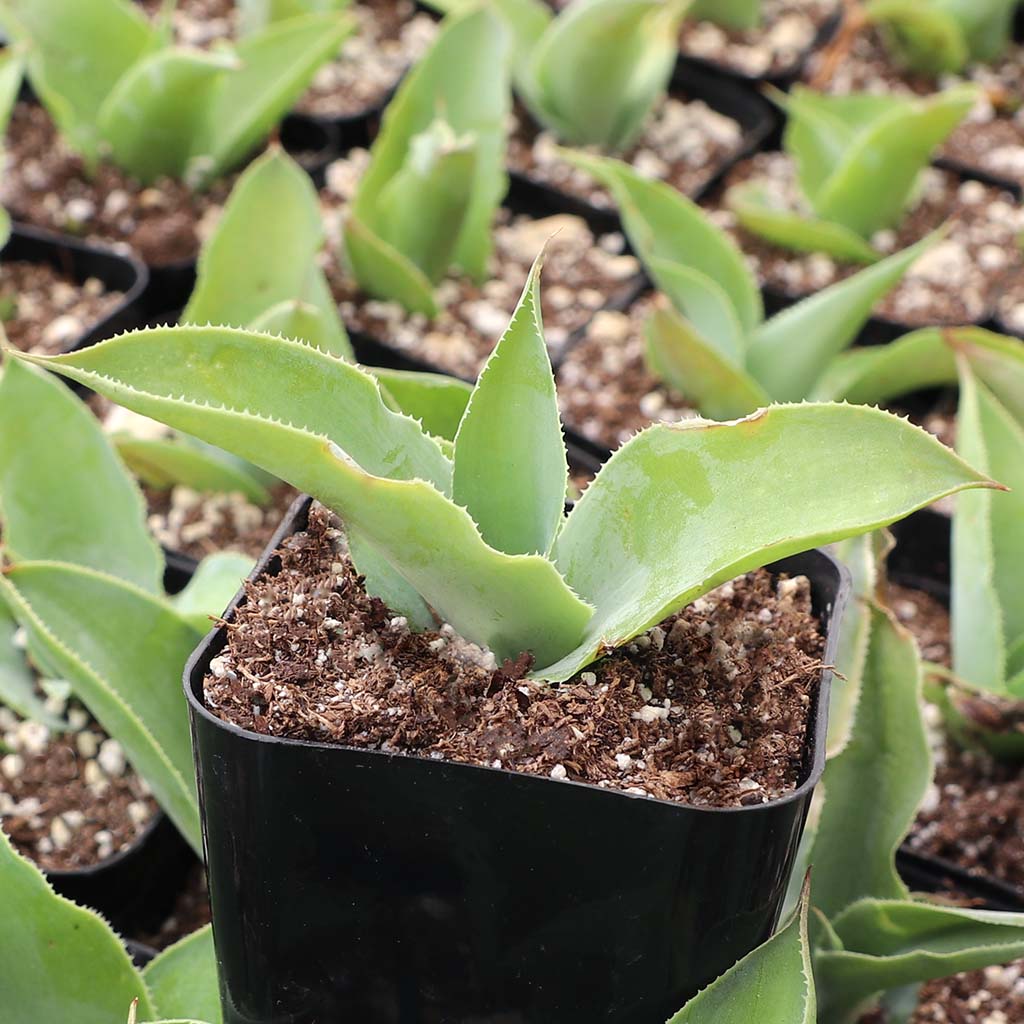 Agave 'Blue Flame' Questions & Answers