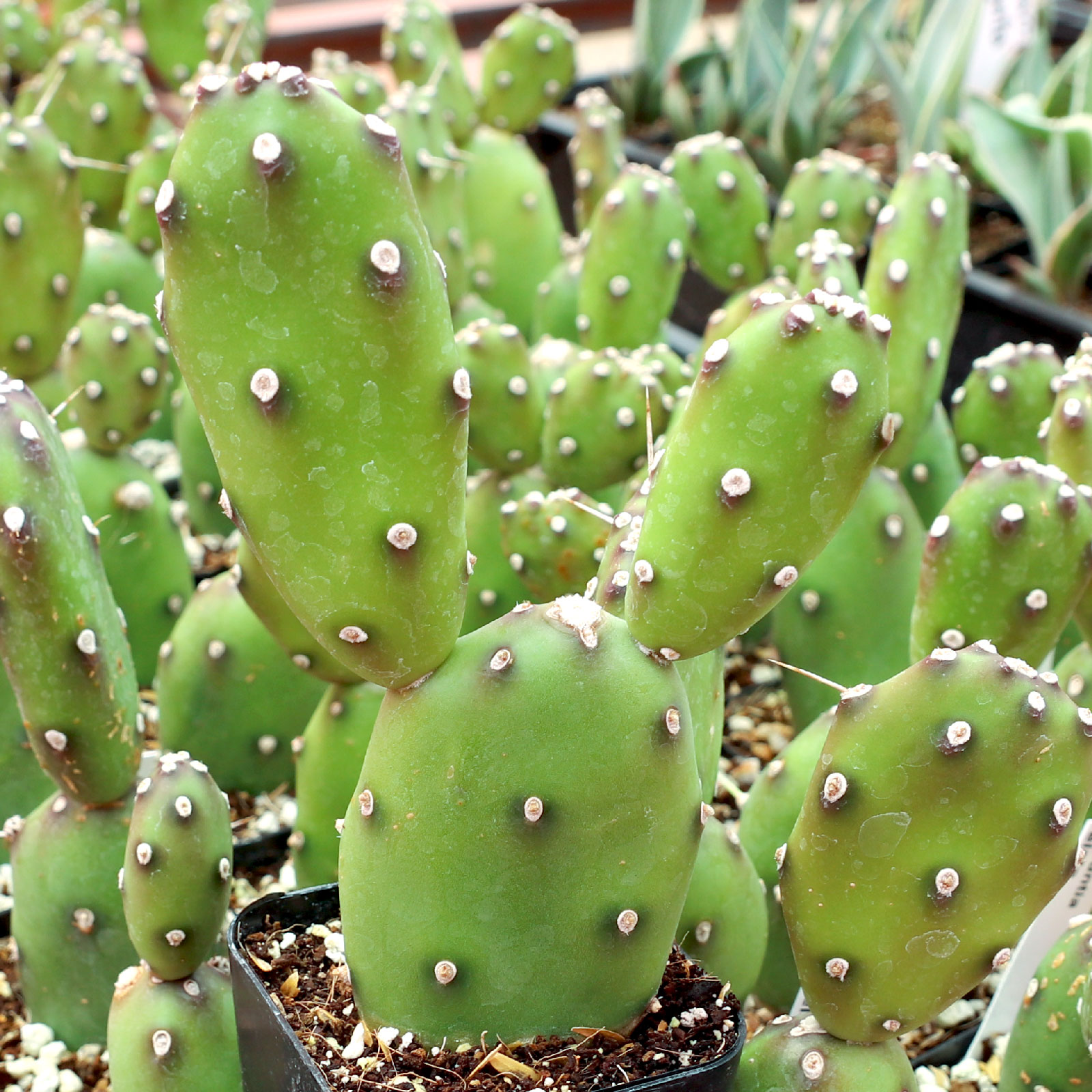 Opuntia elata Questions & Answers