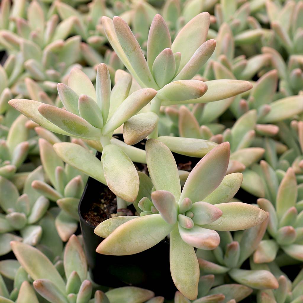 Graptosedum 'Francesco Baldi' Questions & Answers
