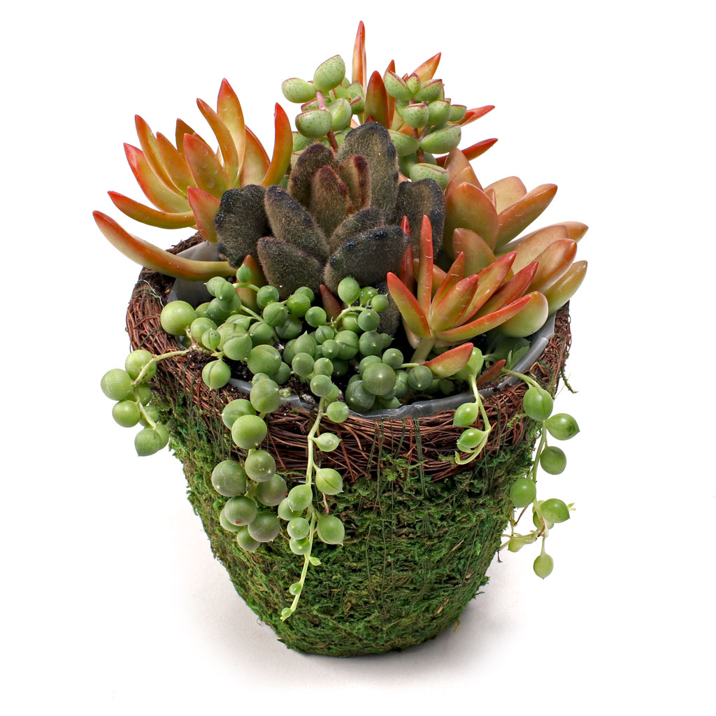 how many succulents can fit into the moss pot