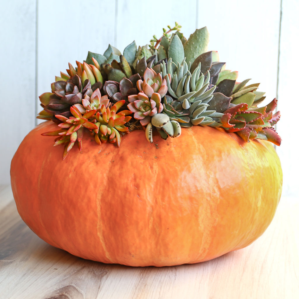 Glue to pumpkin? Then what; plant after Thanksgiving or are they spent and will die?