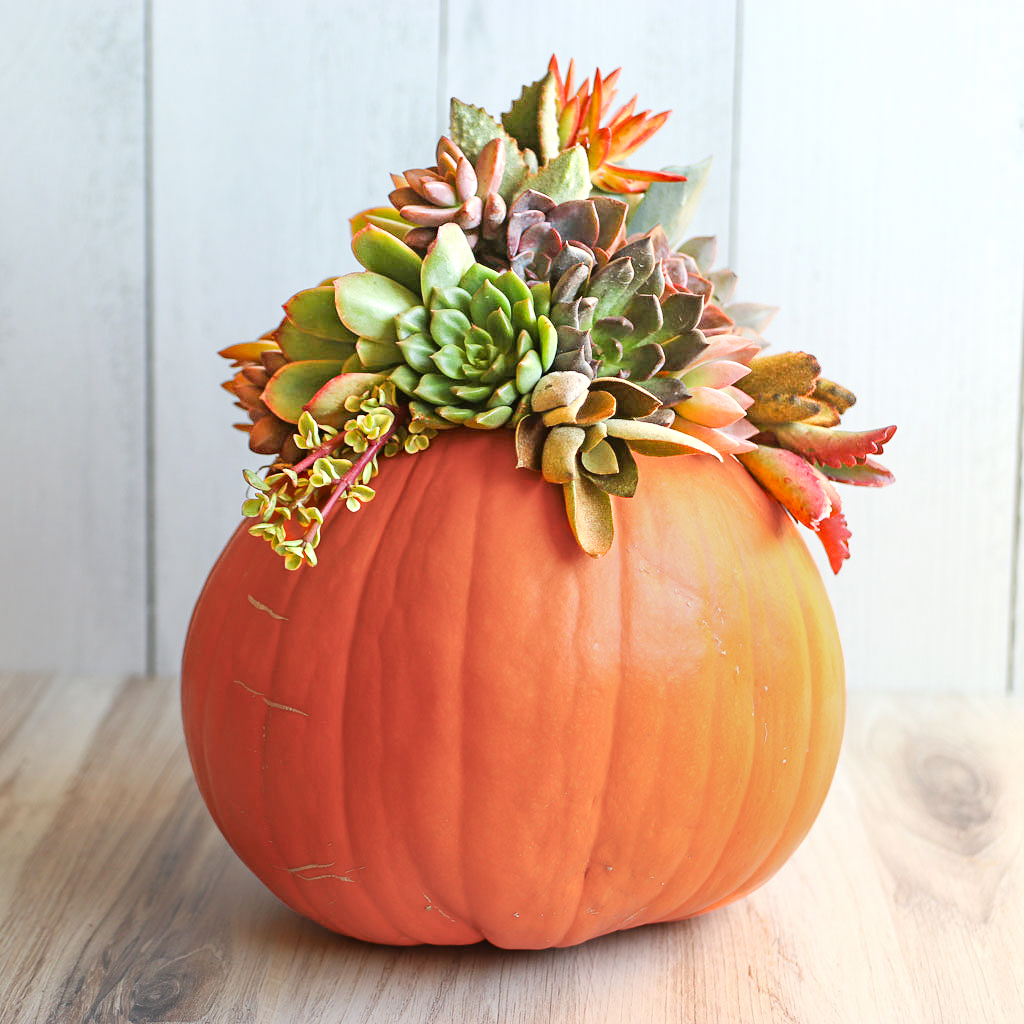 Are only cuttings used on pumpkins? How long do live pumpkins last before rotting with succulents glued on?