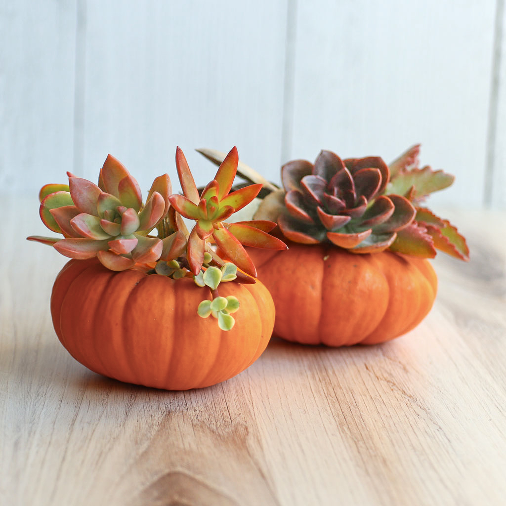 How long will a glued succulent pumpkin last?