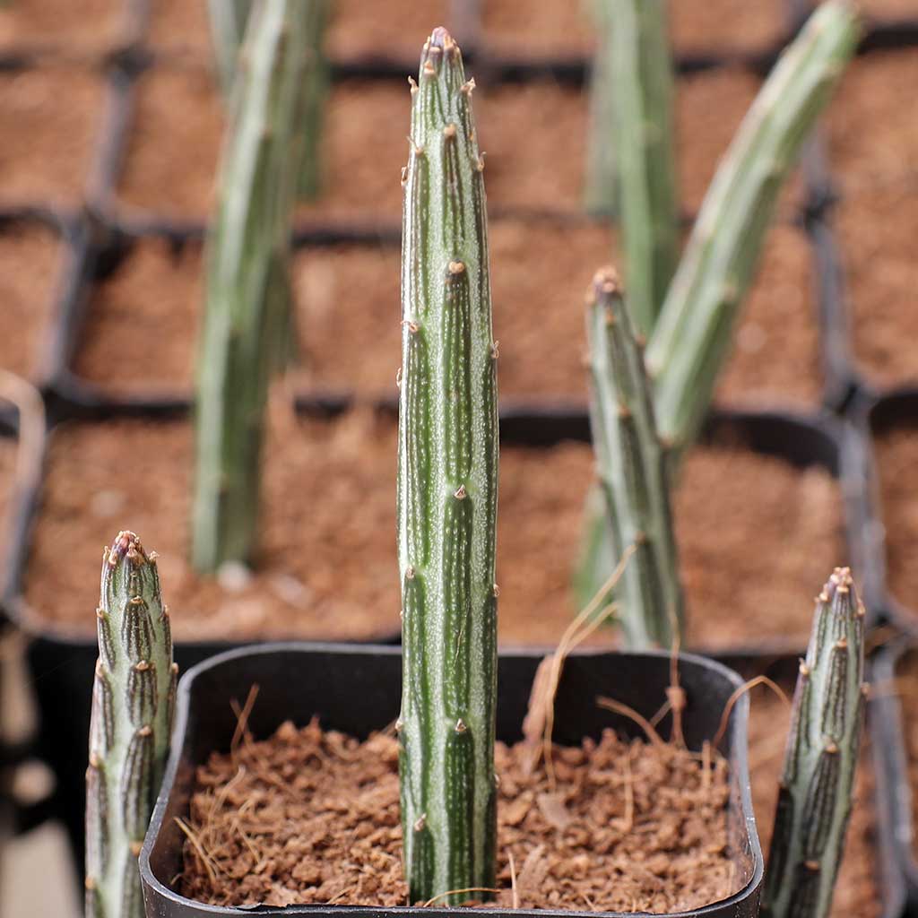 Senecio stapeliiformis - Candle Stick Questions & Answers