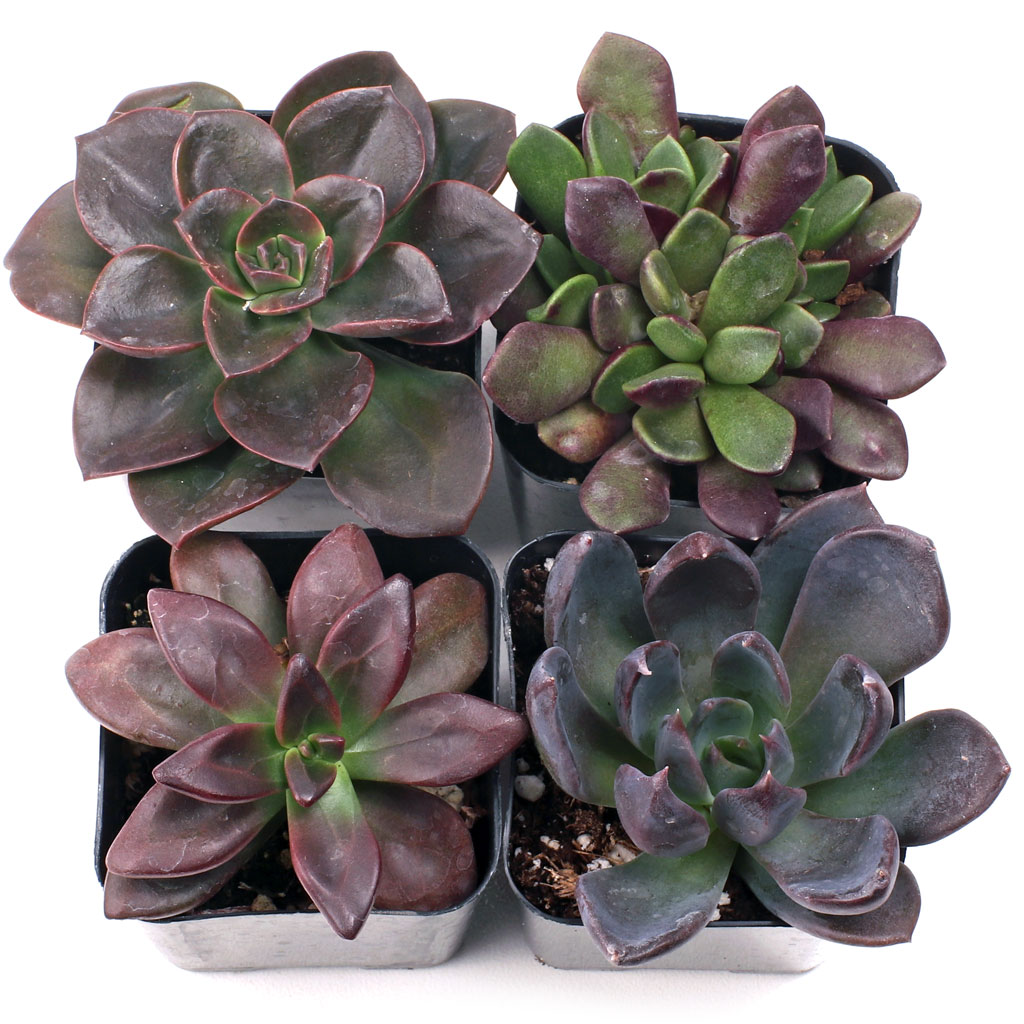 May I request to receive only pet safe varieties when purchasing succulent sets?