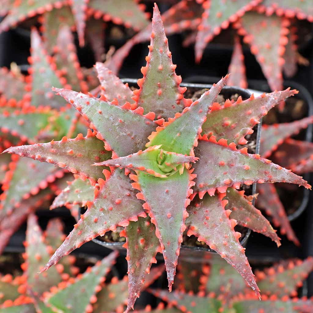 Aloe 'Christmas Sleigh' Questions & Answers