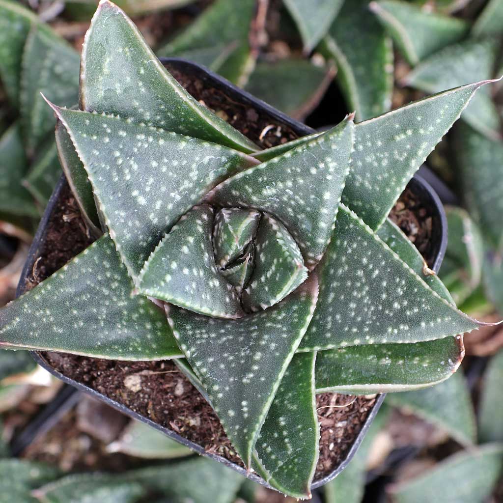 Gasterhaworthia 'Hippo' parents?