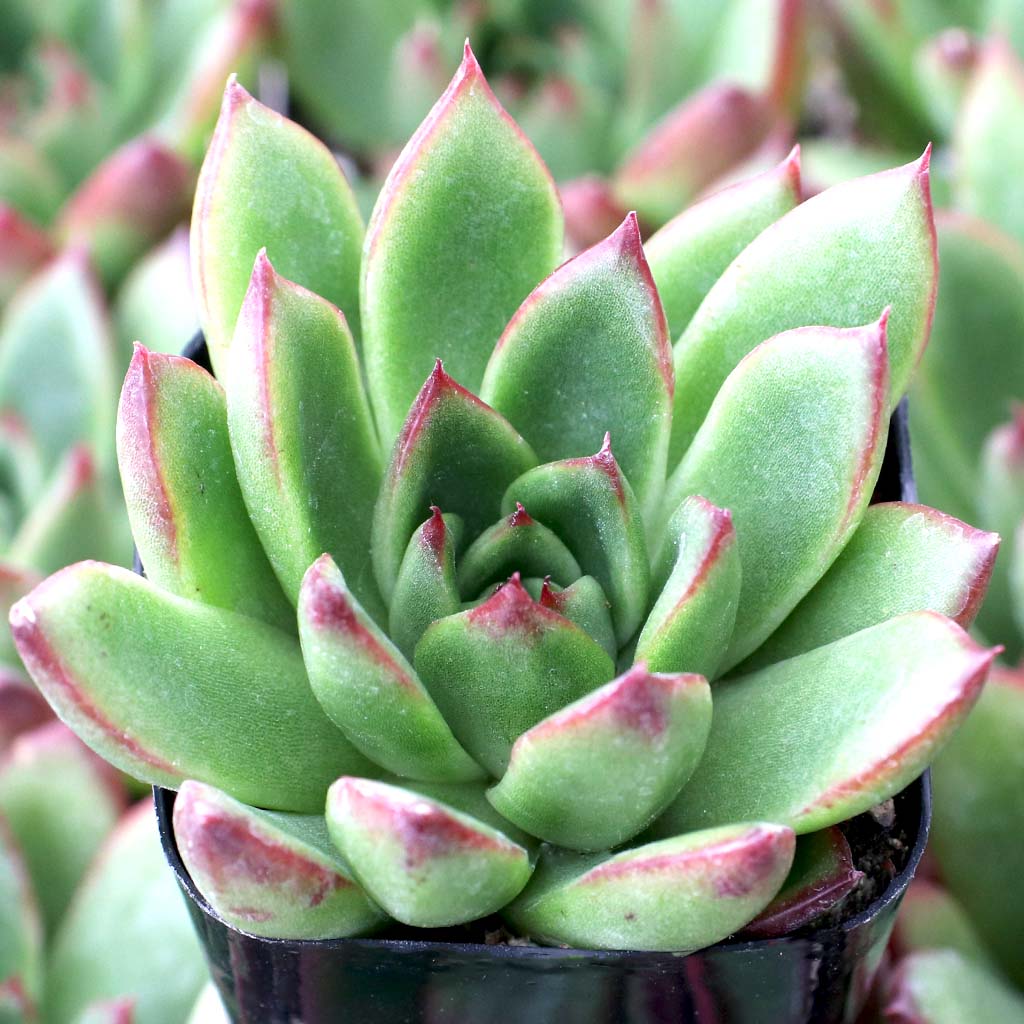 Echeveria 'Cimette' Questions & Answers