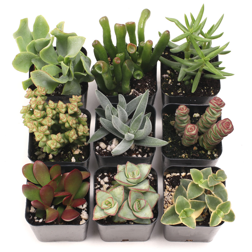 Crassula Set of 9 Types - 2in Pots w/ ID Questions & Answers