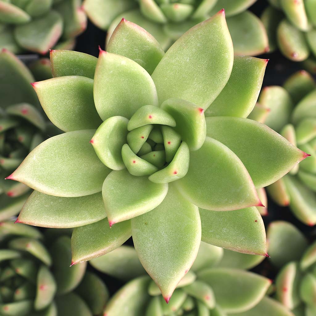 Echeveria agavoides 'Miranda' Questions & Answers