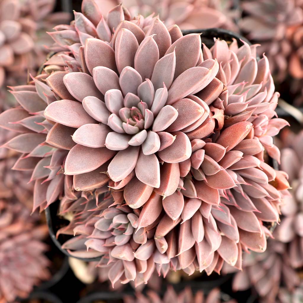 Can The succulents that you have listed as outdoor be kept in pots indoors ?