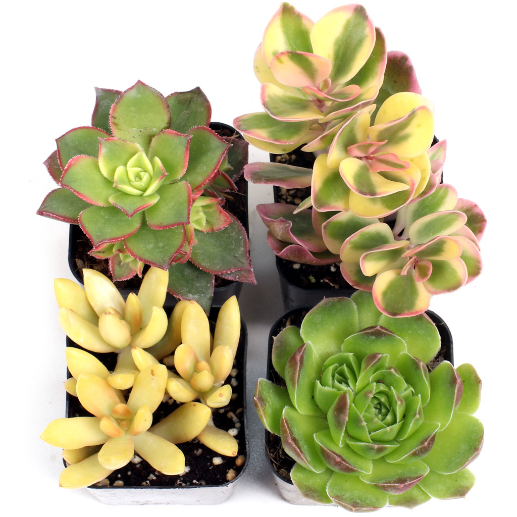 Yellow & Gold Succulent Set of 4 Types - 2in Pots Questions & Answers