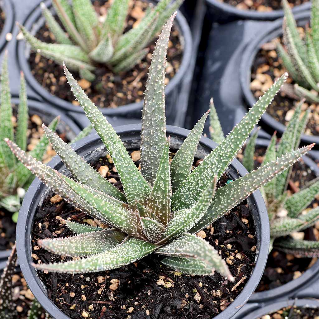 Are Gasteraloes toxic to pets and children?