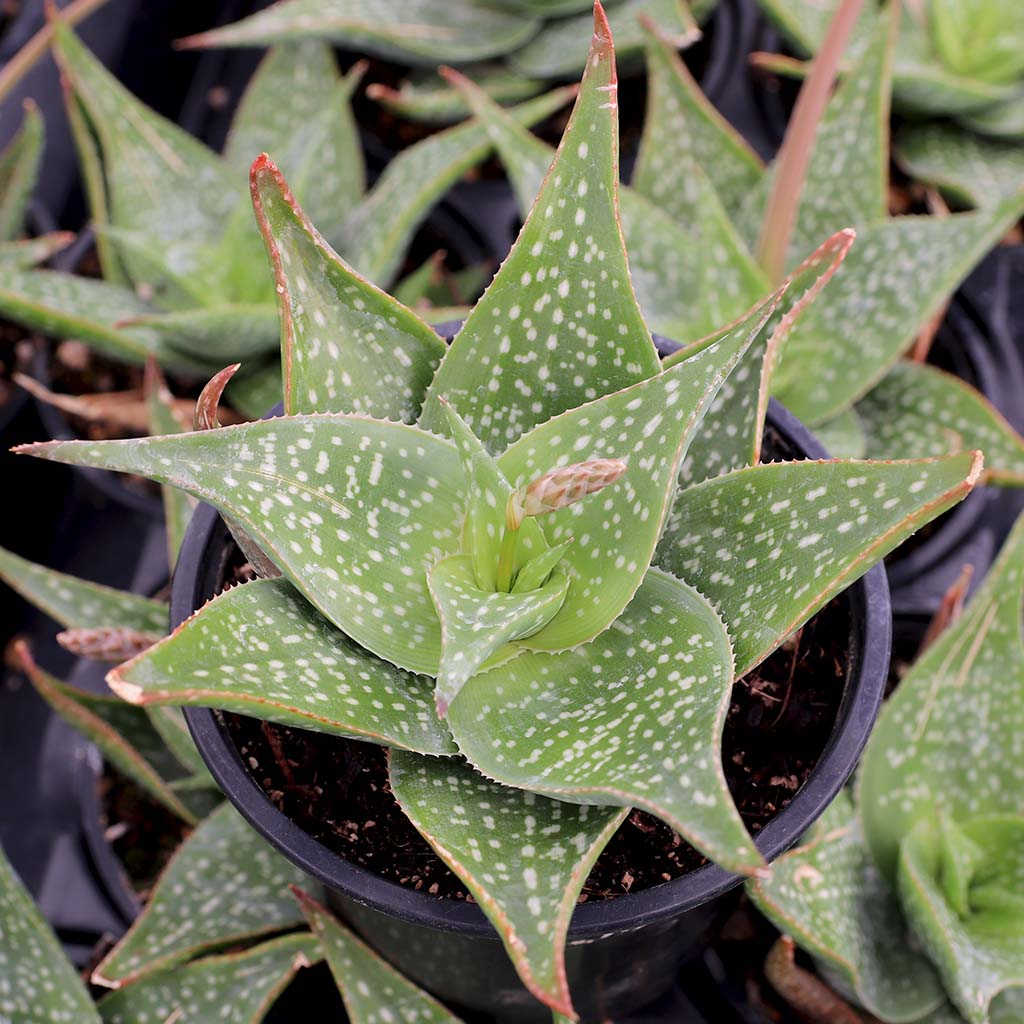 Aloe deltoideodonta [large] Questions & Answers