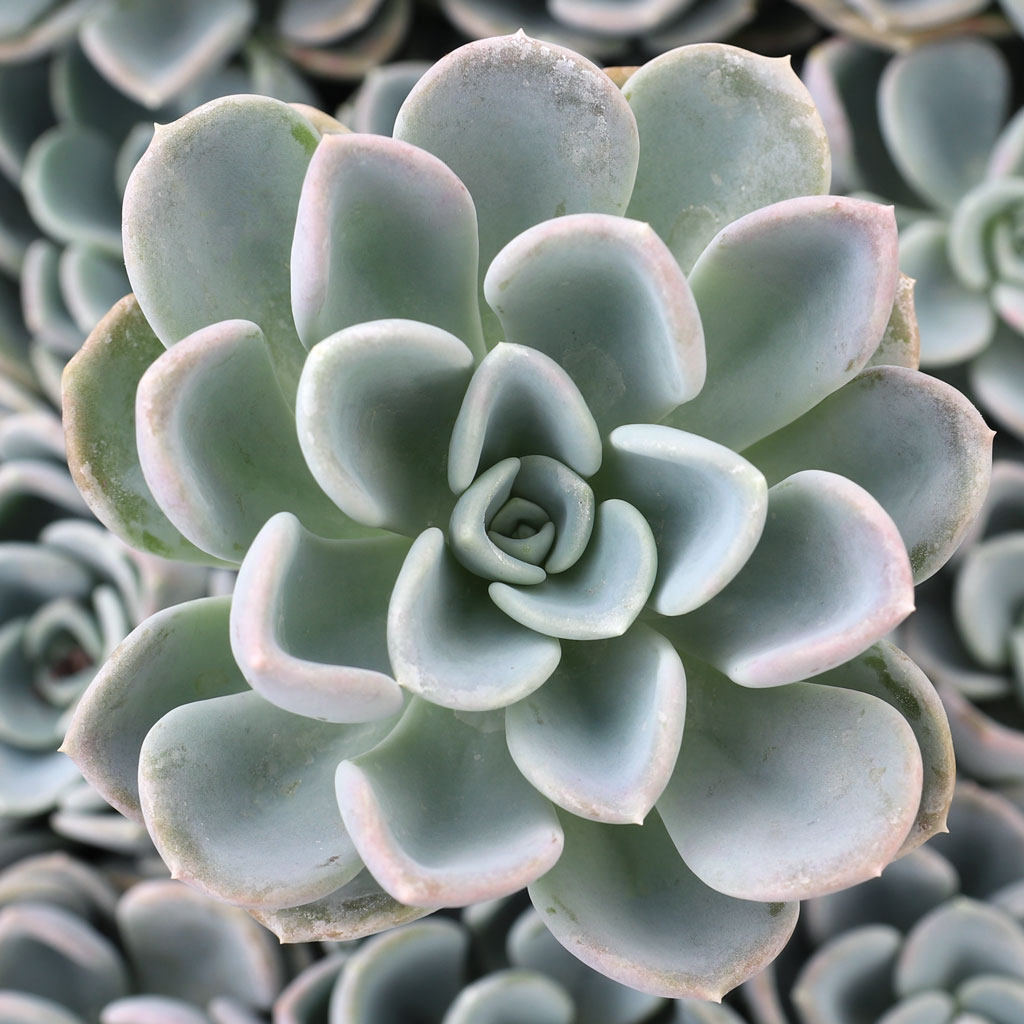 Pachyveria 'Orpet' Questions & Answers