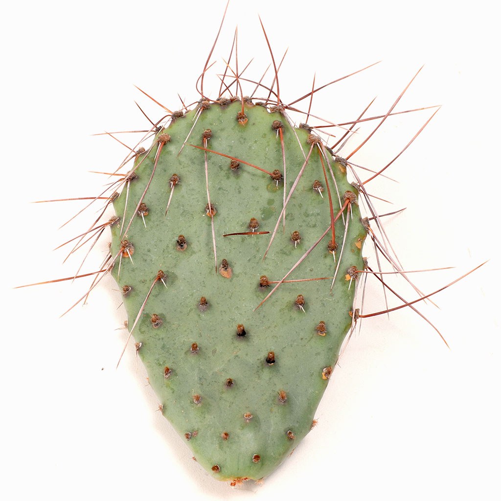 Opuntia 'Butterflies' [6-7"] Questions & Answers