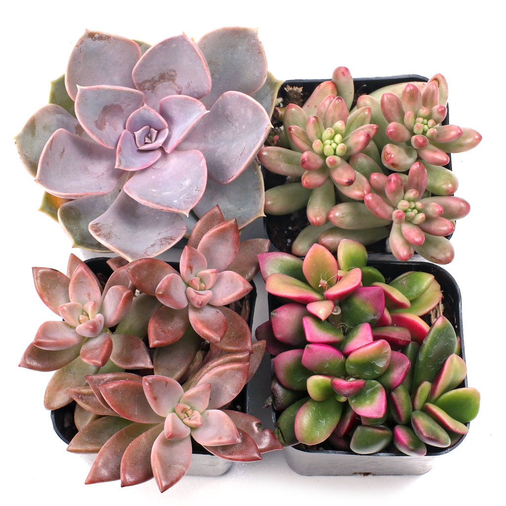 CAN PINK SUCCULENTS GROW INDOORS