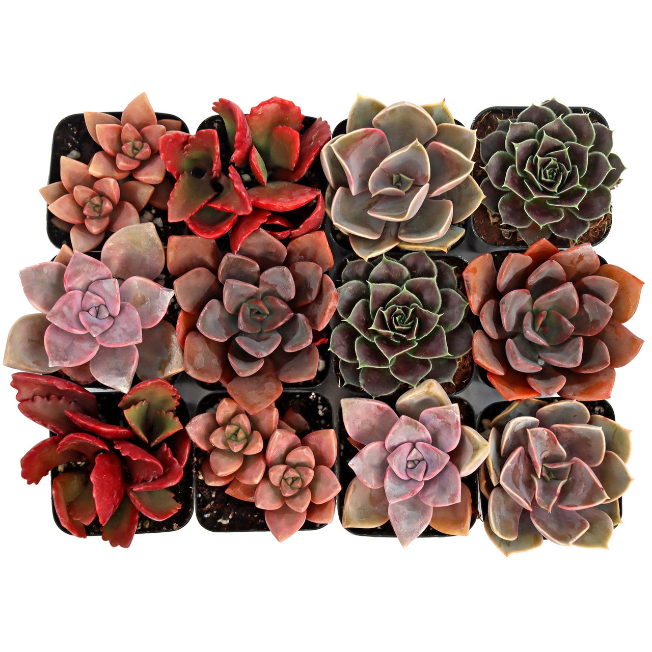 Pink & Purple & Red Succulent Pack (6-12 Plants, 2" Pots) Questions & Answers