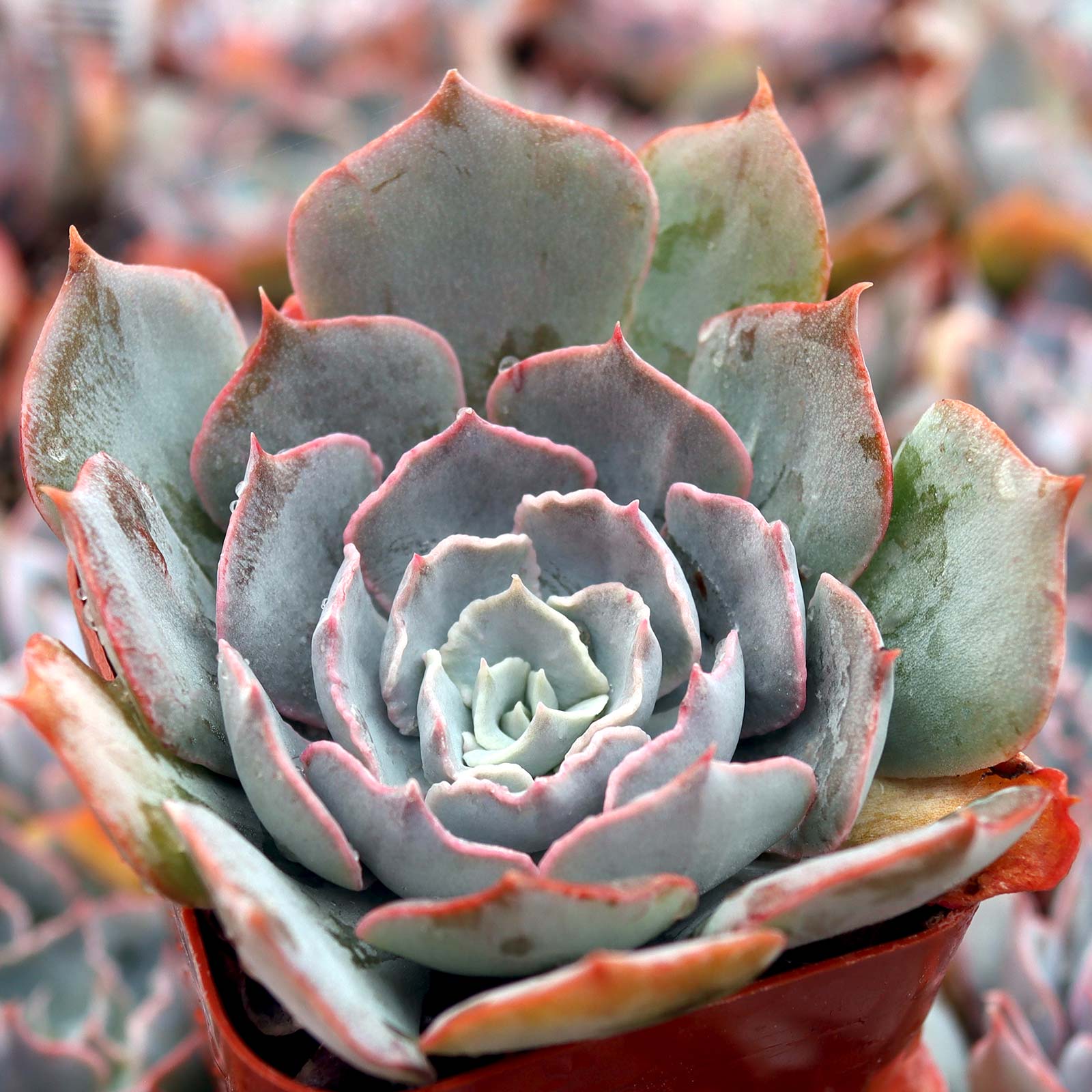 Echeveria 'Blue Heron' Questions & Answers