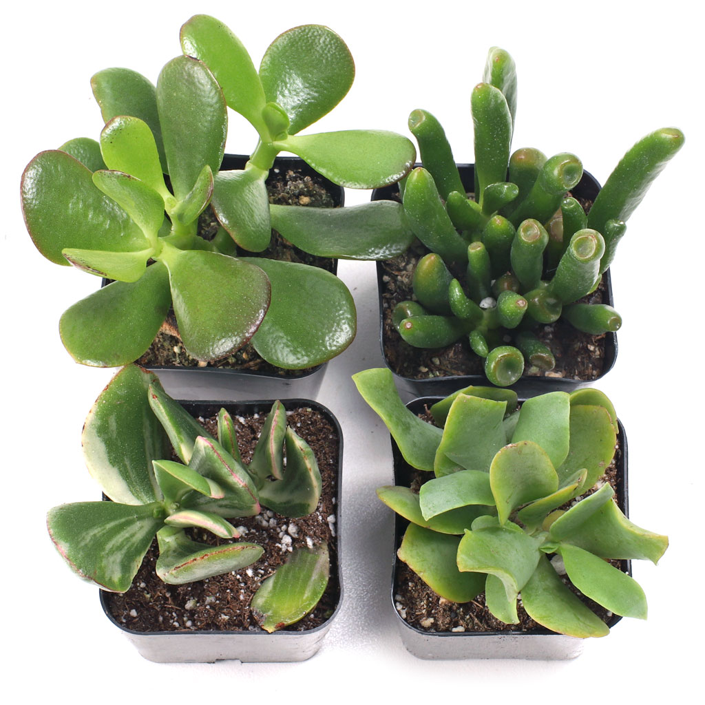 How do I make a bonsai out of a jade plant house plant?