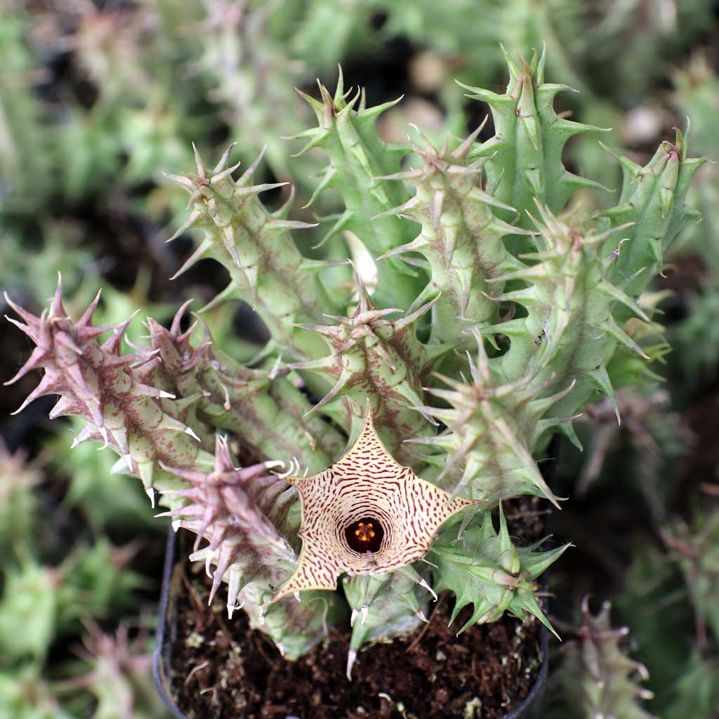 Huernia mccoyi Questions & Answers