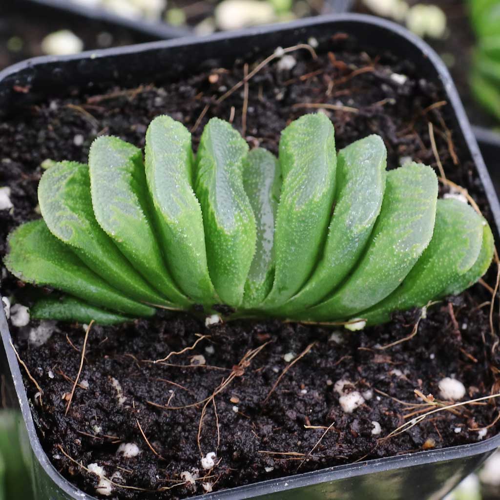 Is this a lime green Haworthia Truncata?