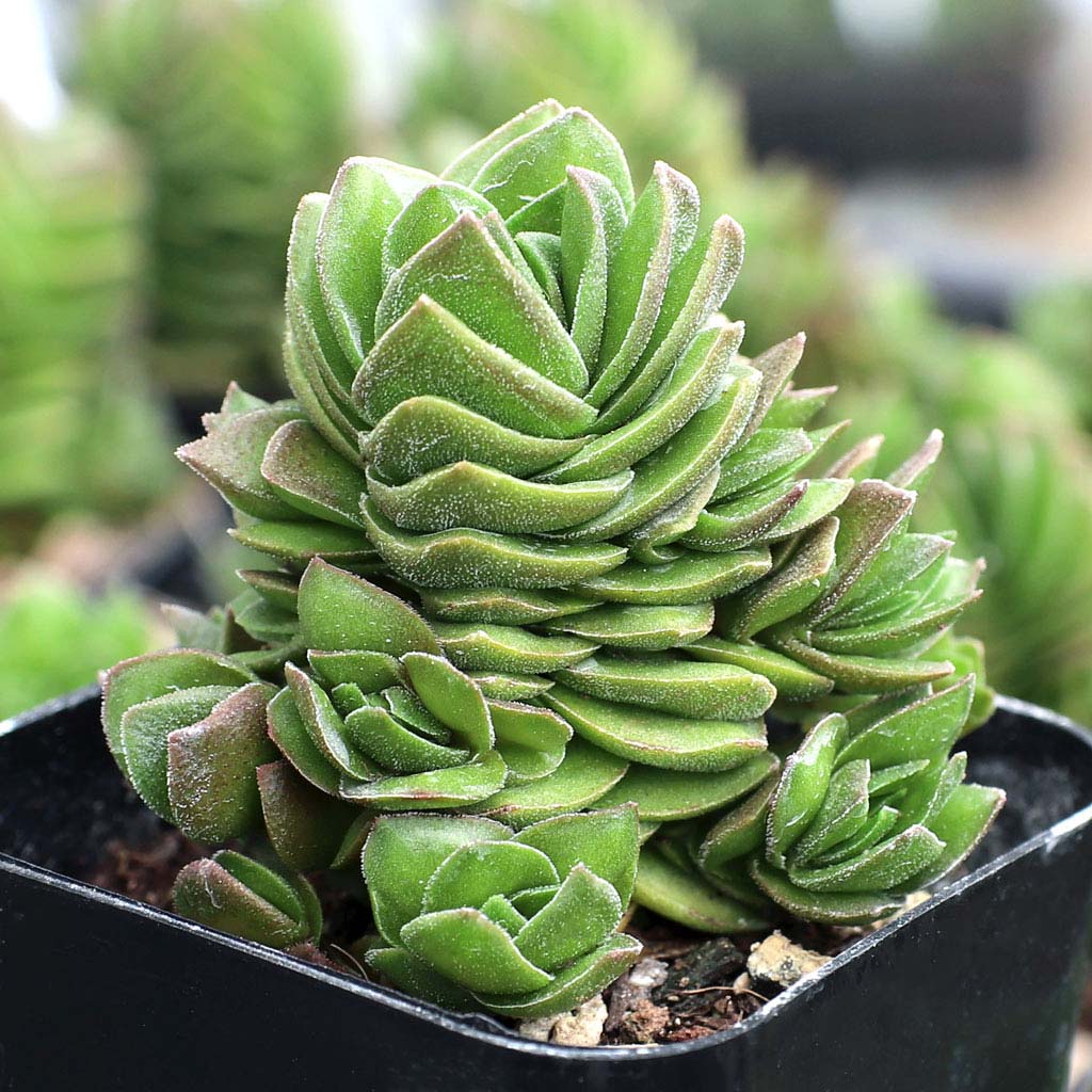 Crassula 'Buddha's Temple' [clustering] Questions & Answers