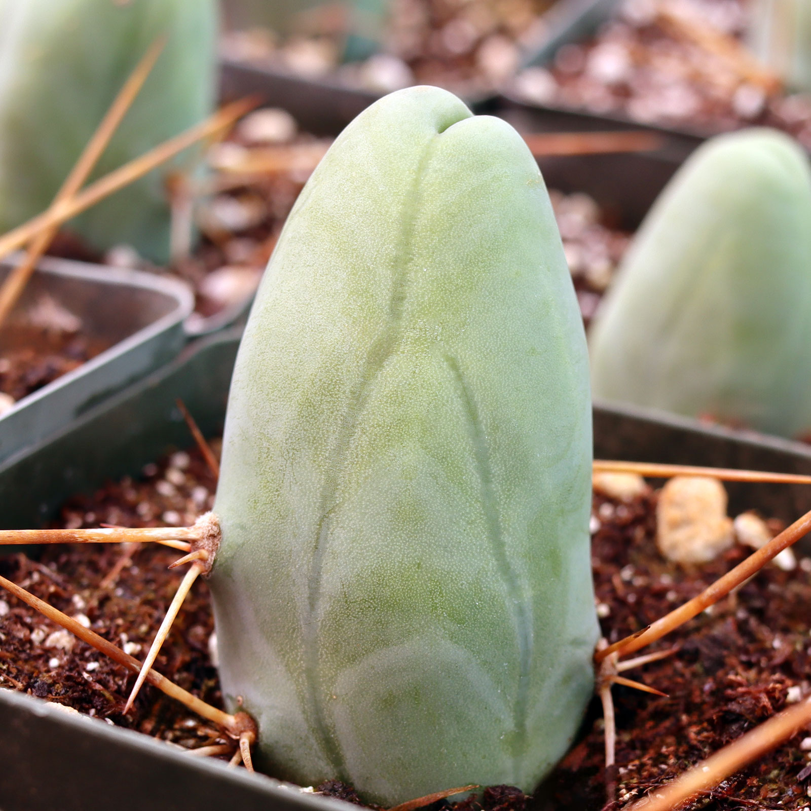Trichocereus bridgesii - Penis Cactus [limited] Questions & Answers
