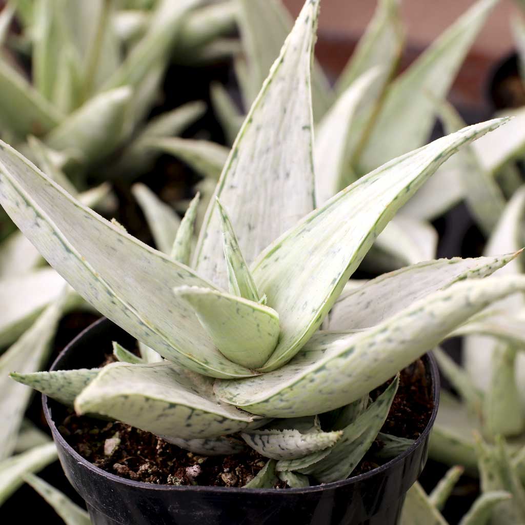 Aloe 'Snow Drift' [large] Questions & Answers