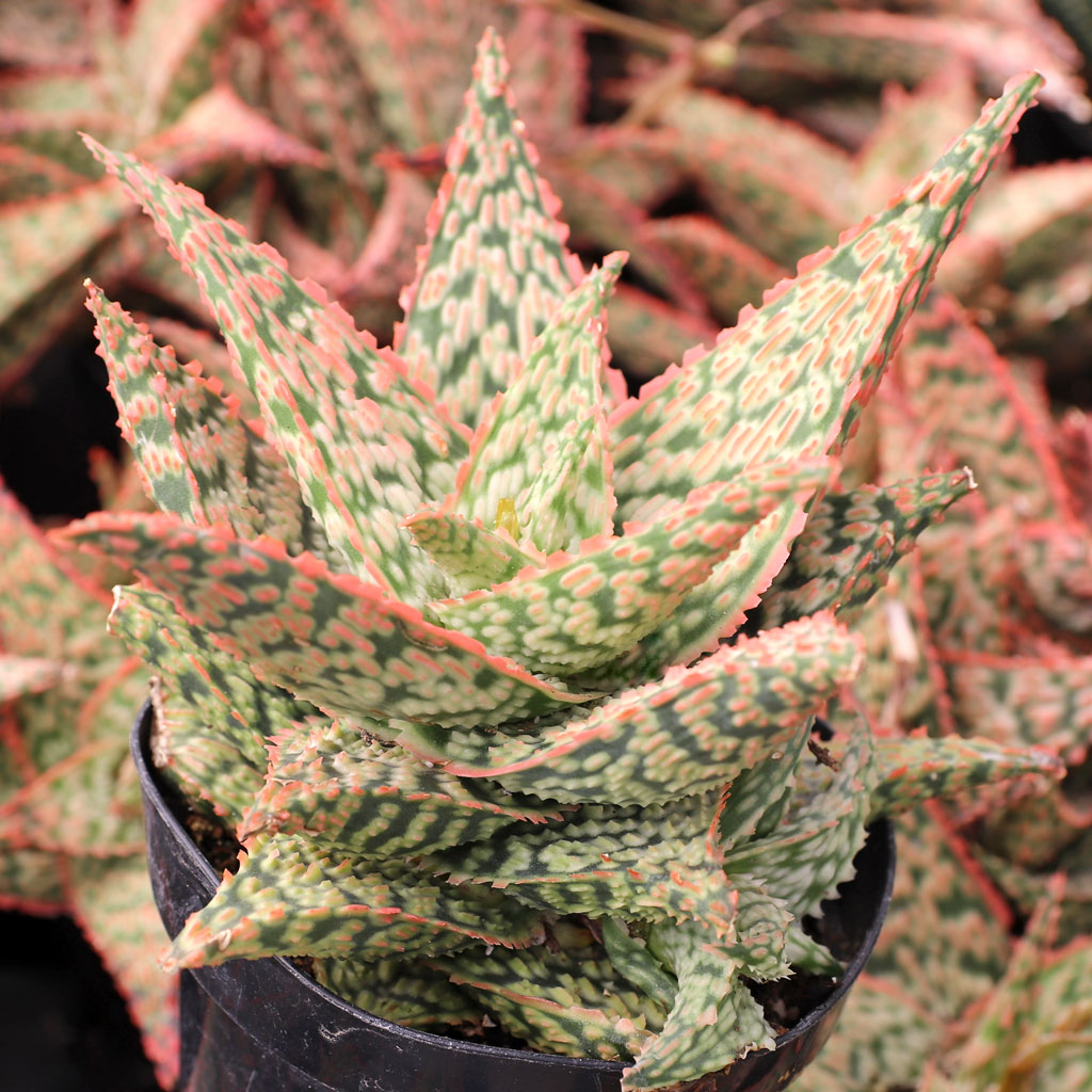 Aloe 'Firecracker' [large] Questions & Answers