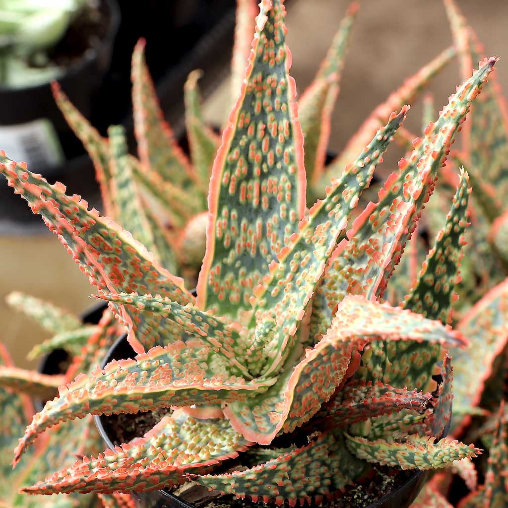 Aloe 'Crimson Dragon' [large] Questions & Answers