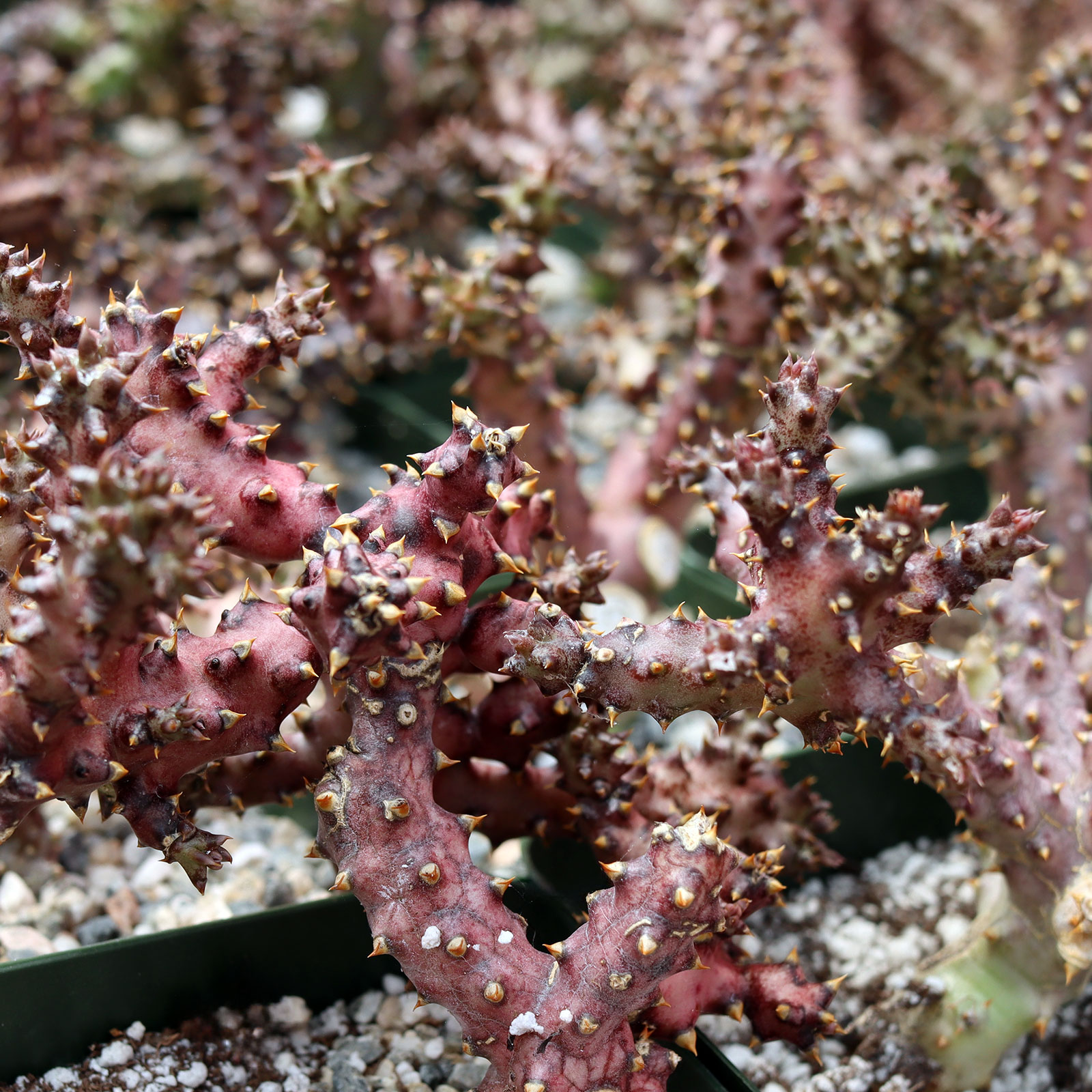 Edithcolea grandis - Persian Carpet Flower [large] Questions & Answers