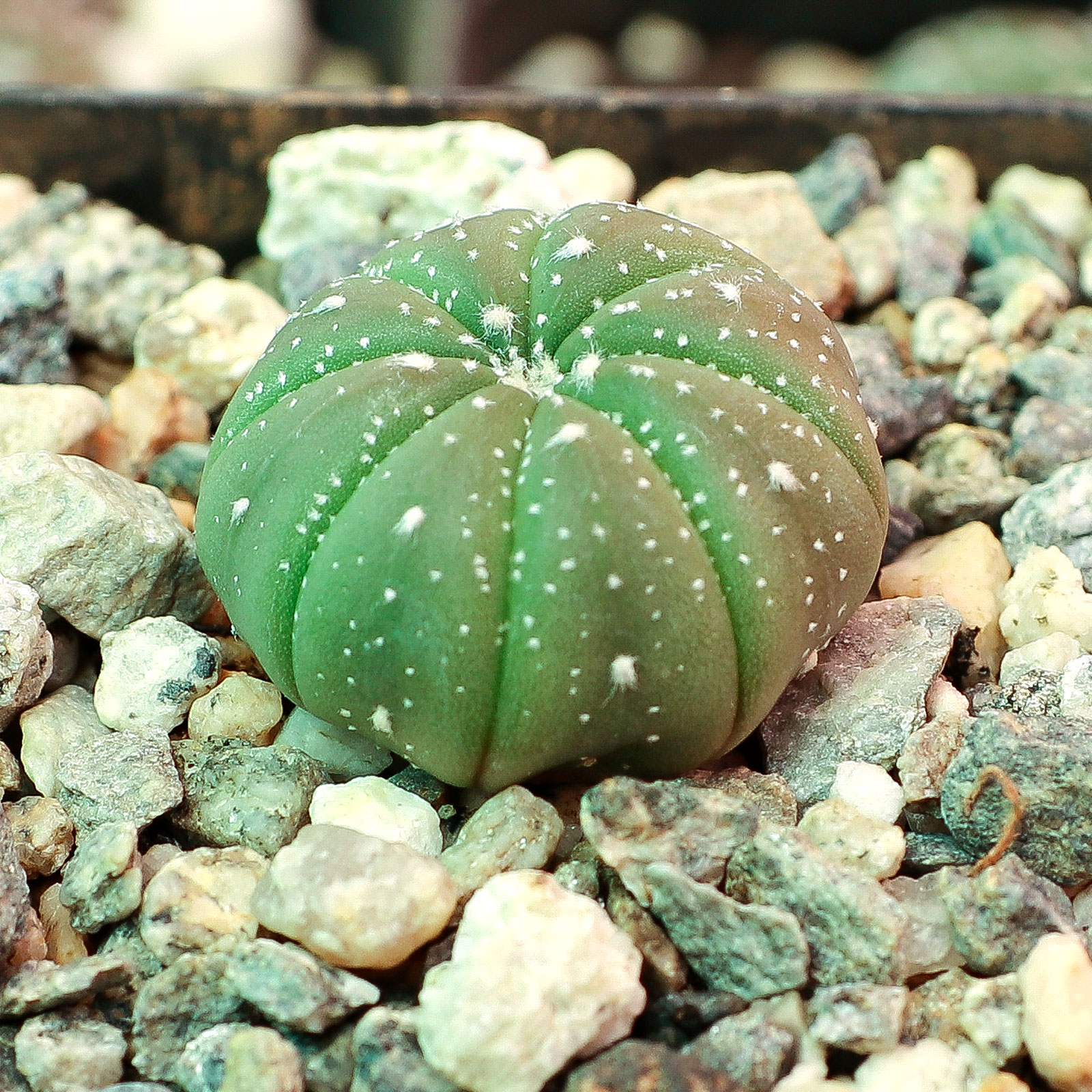 Why did astrophytum turn yellow