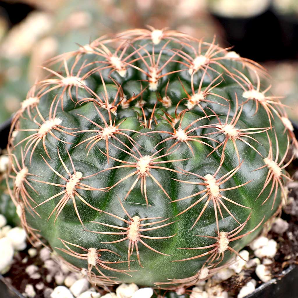 Gymnocalycium mesopotamicum Questions & Answers