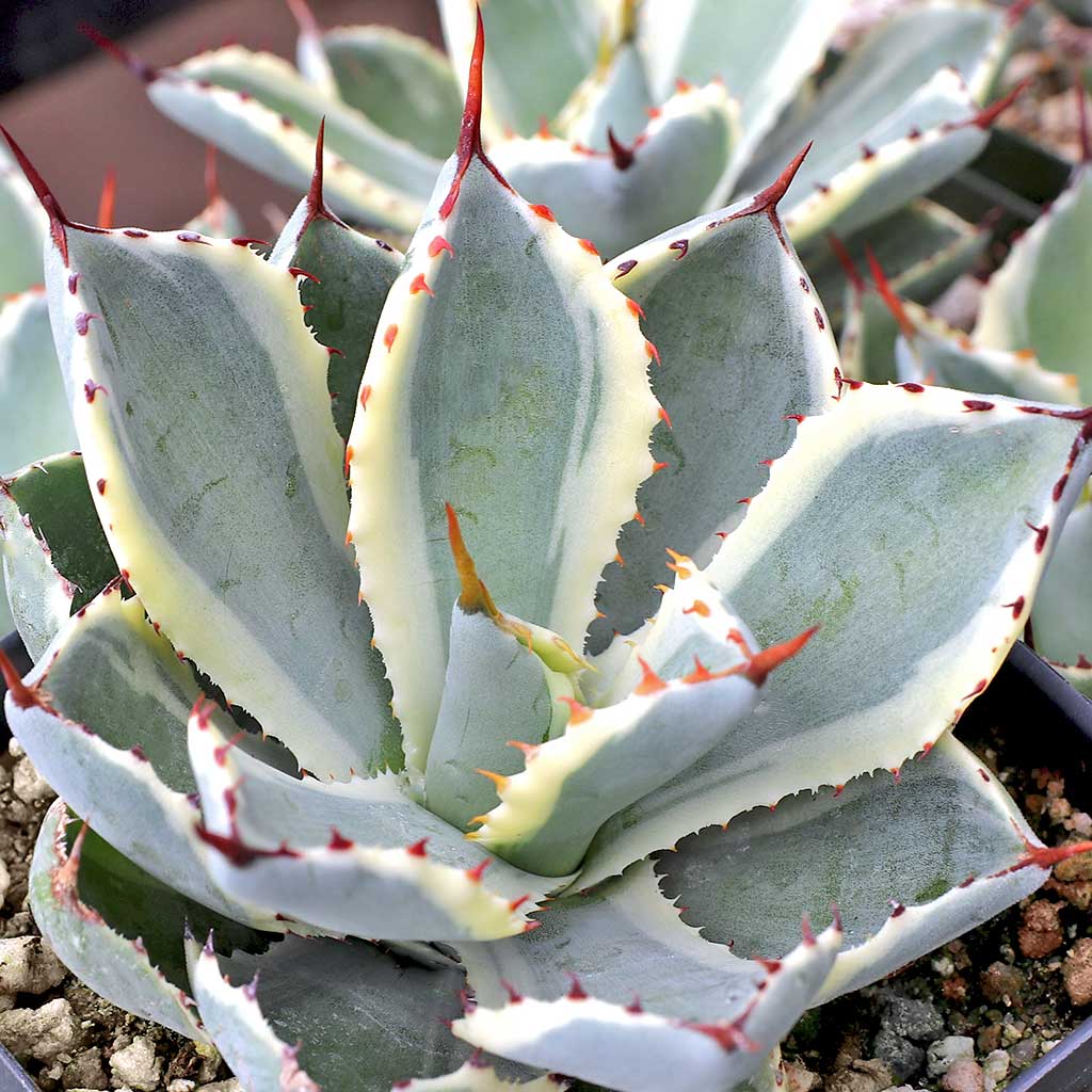 Are Agave 'Kissho Kan' cold hardy if planted in thhe ground?