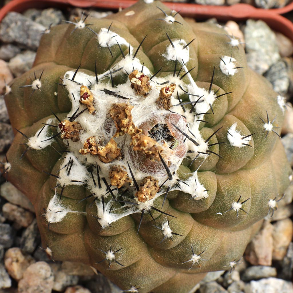 Copiapoa hypogaea Questions & Answers