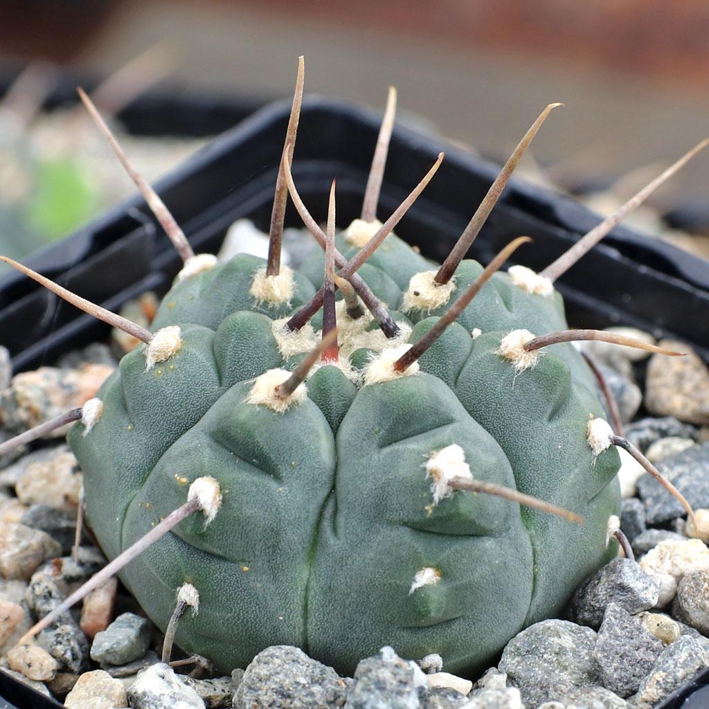 Gymnocalycium ochoterenae ssp. vatteri Questions & Answers