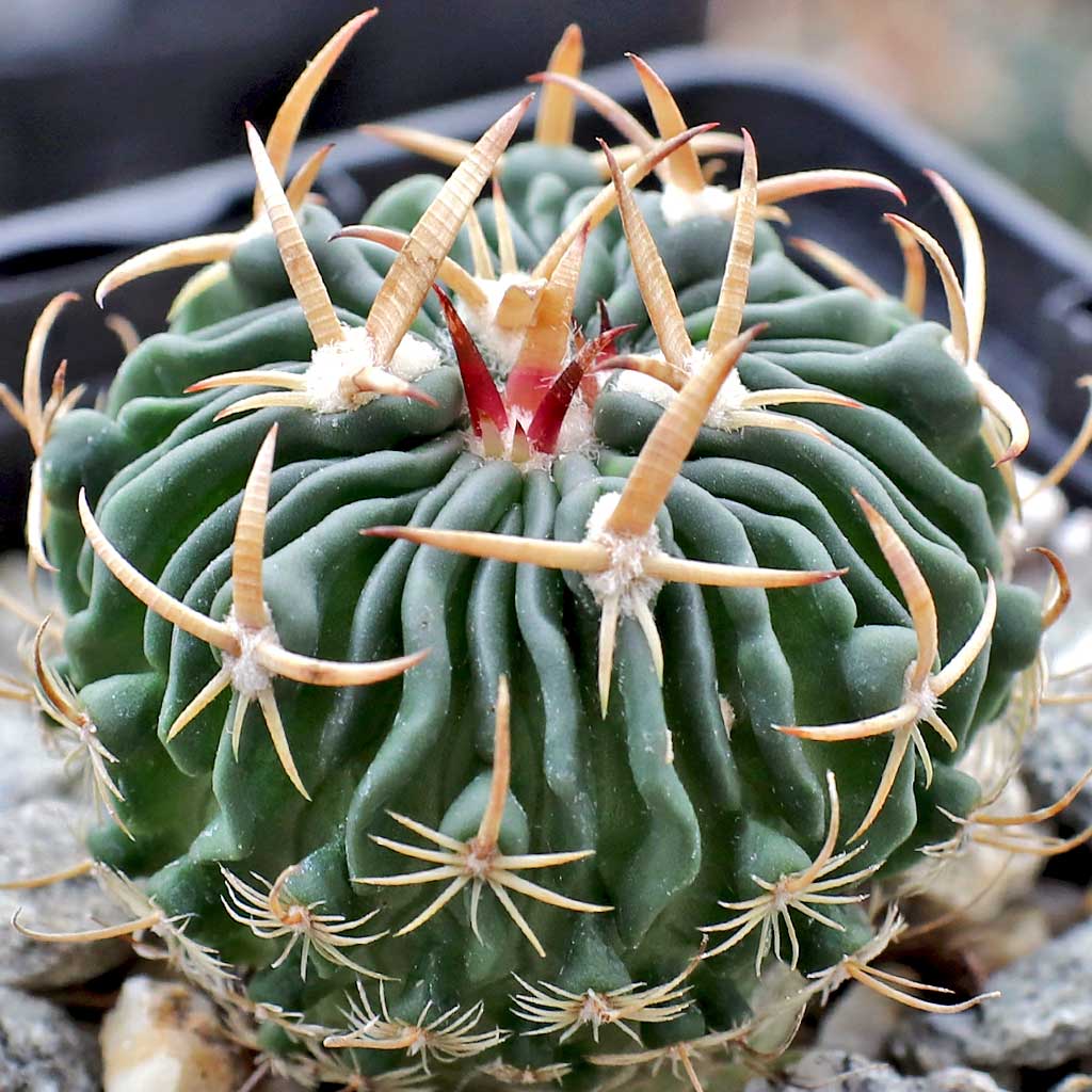 Are the spines on the Stenocactus cripatus (Berger) stiff and sharp?